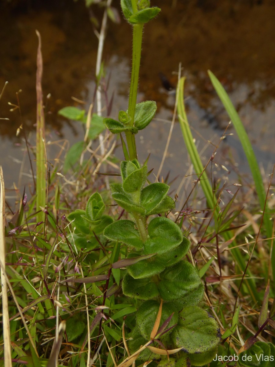 Neanotis nummularia (Arn.) W.H.Lewis